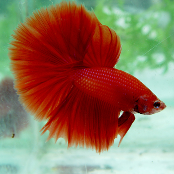 goldfish tank size. Aquarium Size: 5-55 gallons